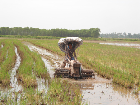 Xã Đồng Tiến “Cánh đồng mẫu lớn”- niềm tin lớn cho người cấy lúa